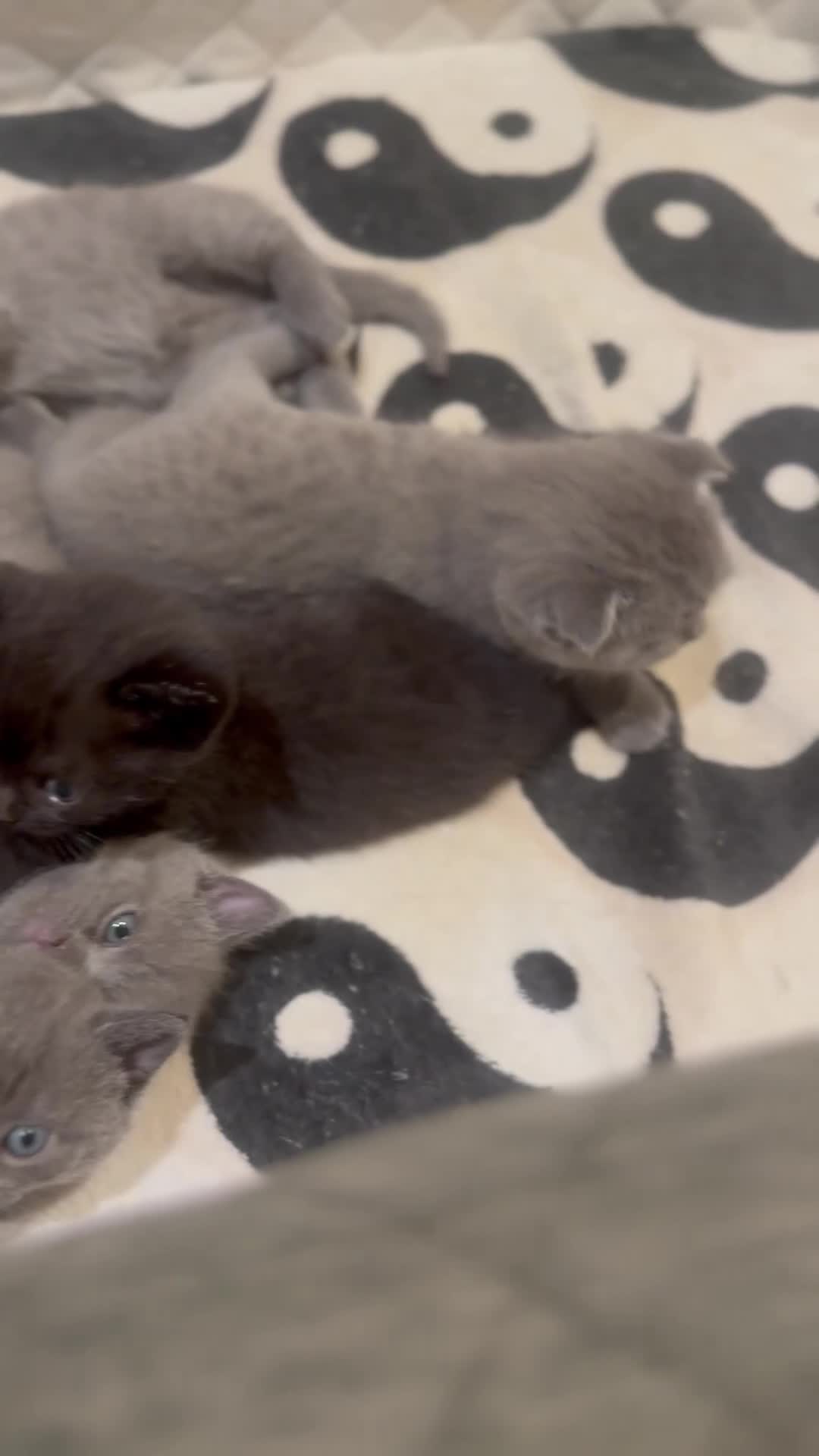 Scottish Fold cats for sale: Scottish Fold Kittens  - Video 2
