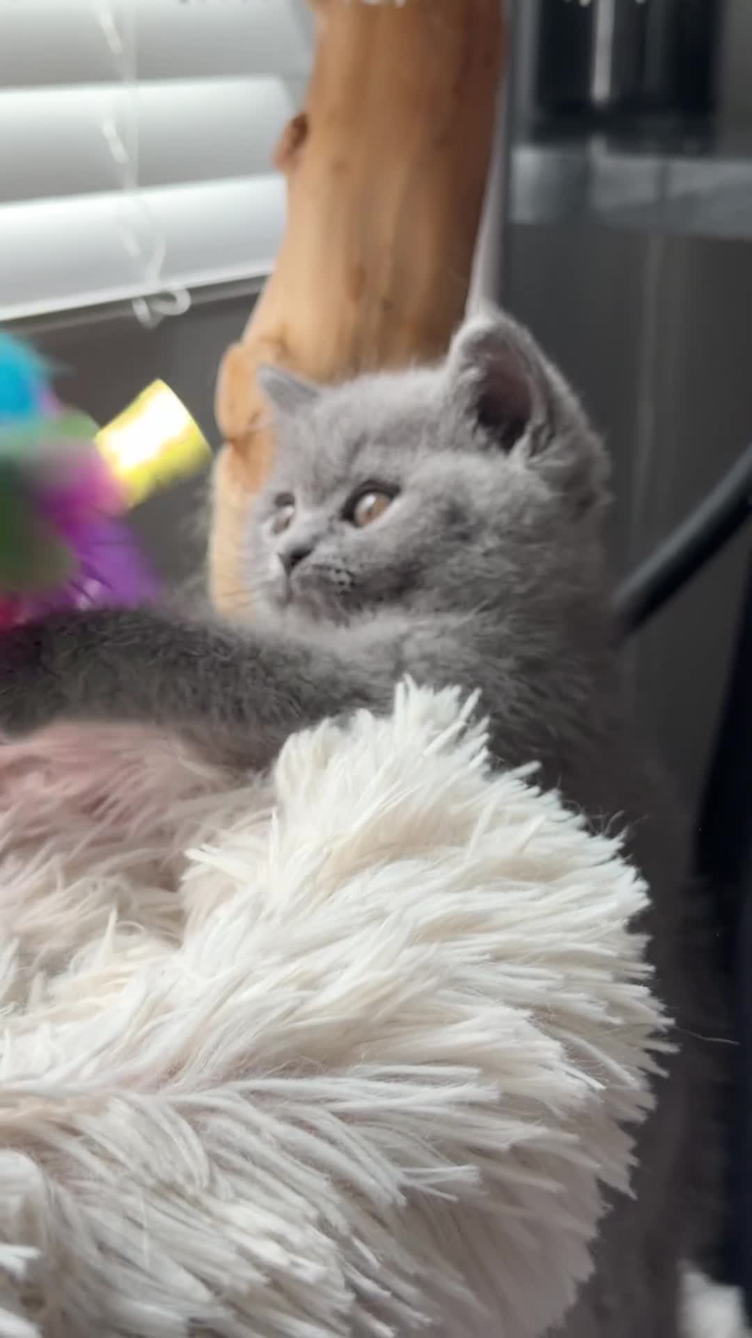 British Shorthair cats for sale: Blue BSH kittens Tica reg Champions line 🏆 - Video 1