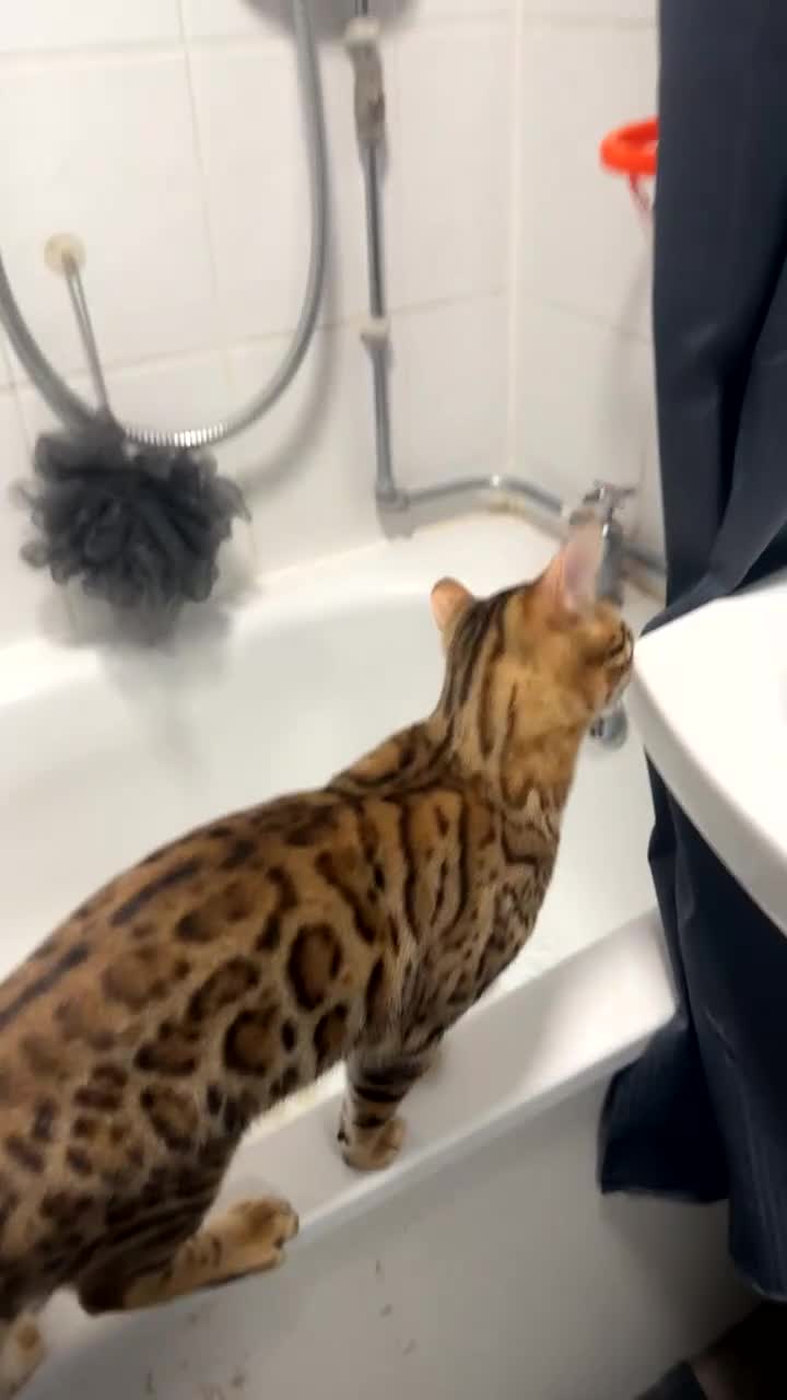 Bengal cats for sale: Beautiful bengal cat  - Video 2