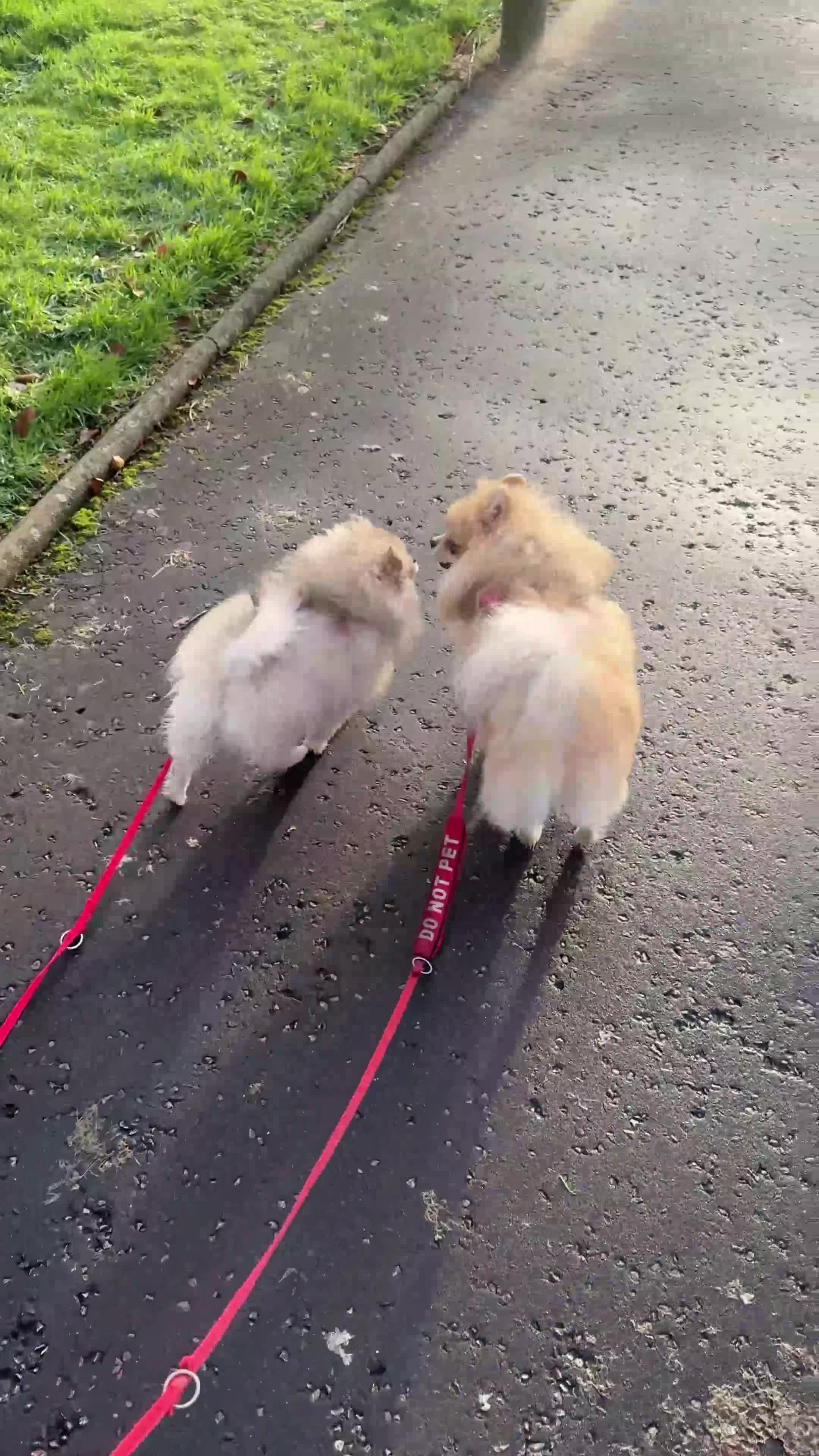 Pomeranian dogs for sale: Pomeranian Puppies – Ready Now - Video 1