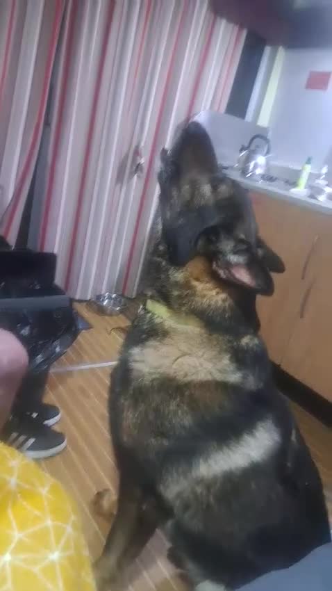 German Shepherd dogs for stud: GSD For Stud - Video 1