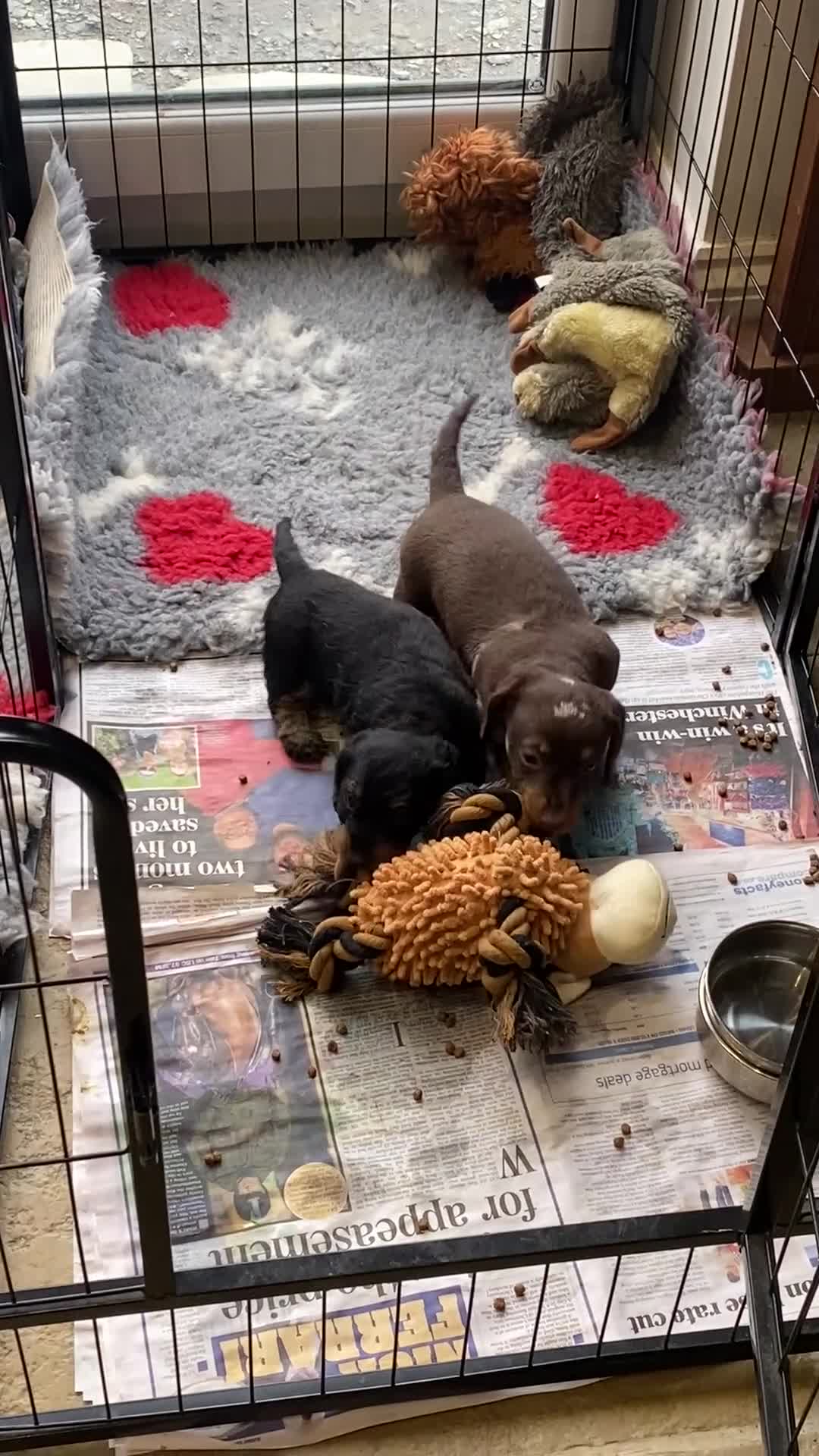 Miniature Dachshund dogs for sale: Miniature Wire-Haired Dachshund ready 18 March   in Llandovery - Video 1