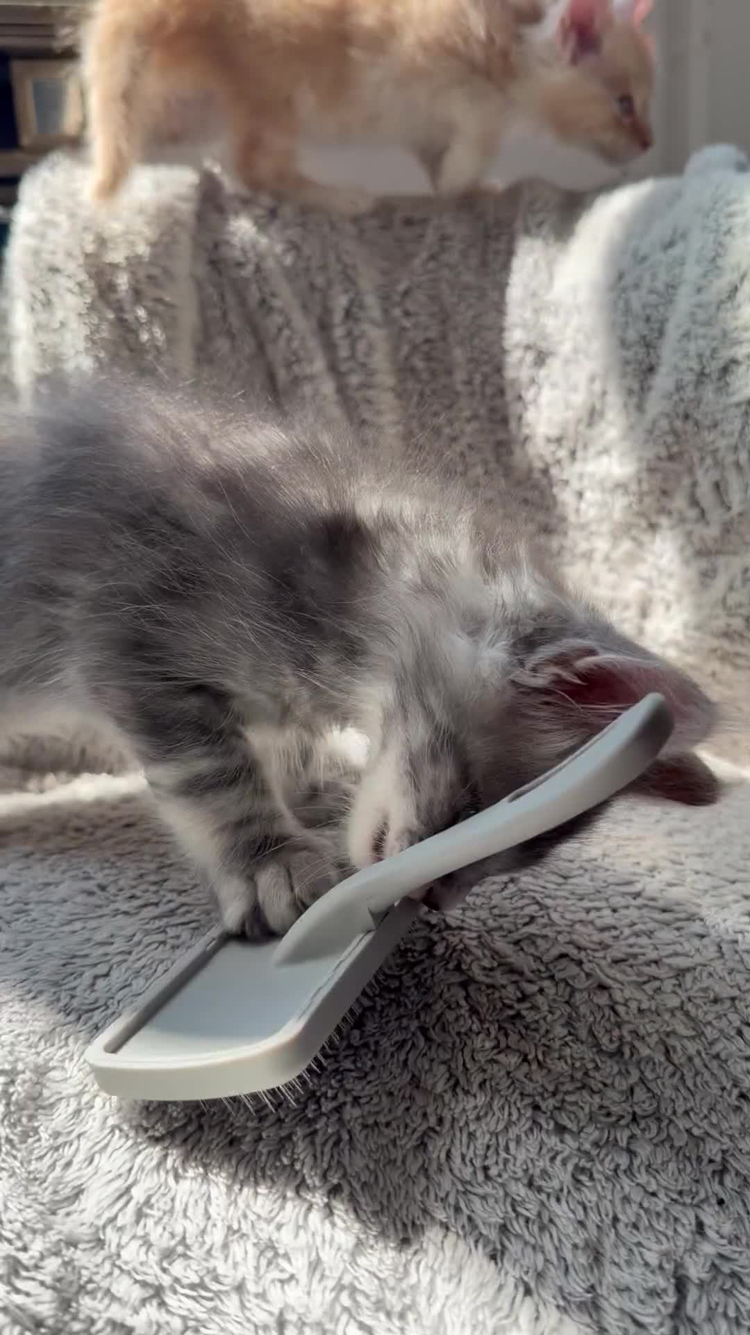 Maine Coon cats for sale: Long faced Maine Coon Kittens - Video 3