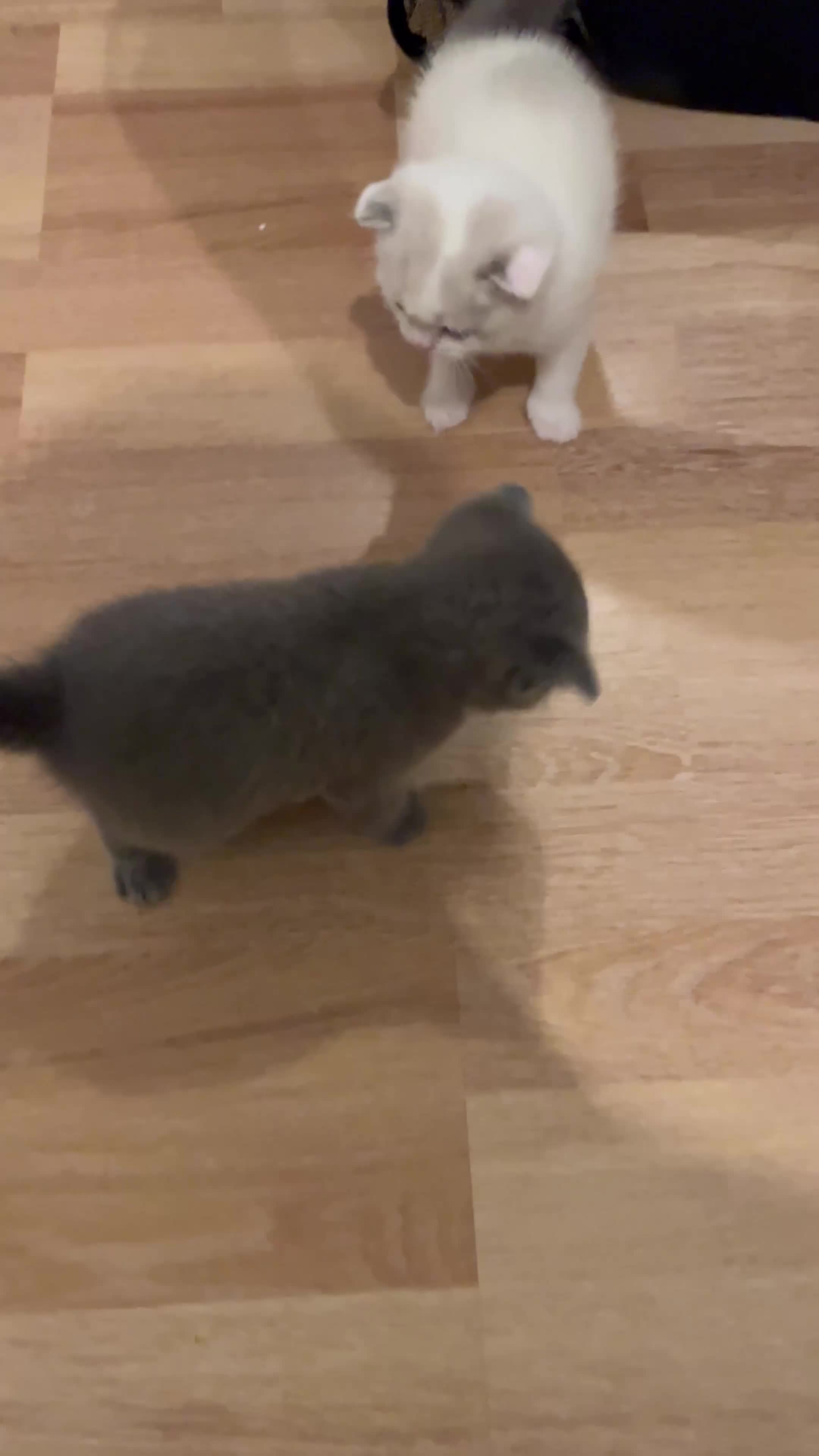Scottish Fold cats for sale: Two beautiful floppy ear kittens for sale - Video 1