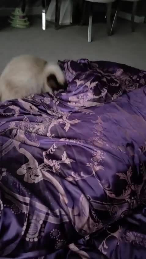 Ragdoll cats for sale: 2 Ragdoll brothers, 1 year old - Video 1