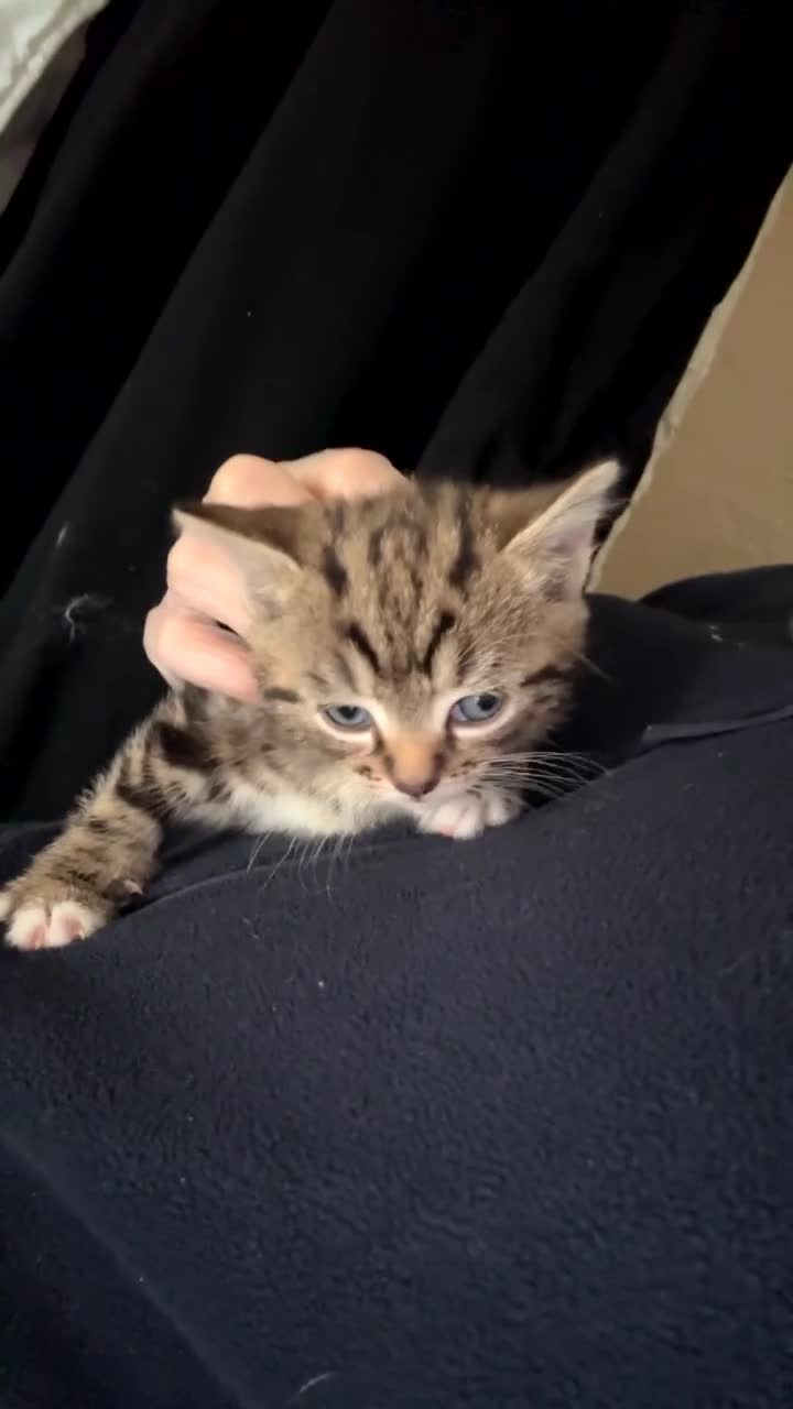 Mixed Breed cats for sale: Kittens for sale - Video 3