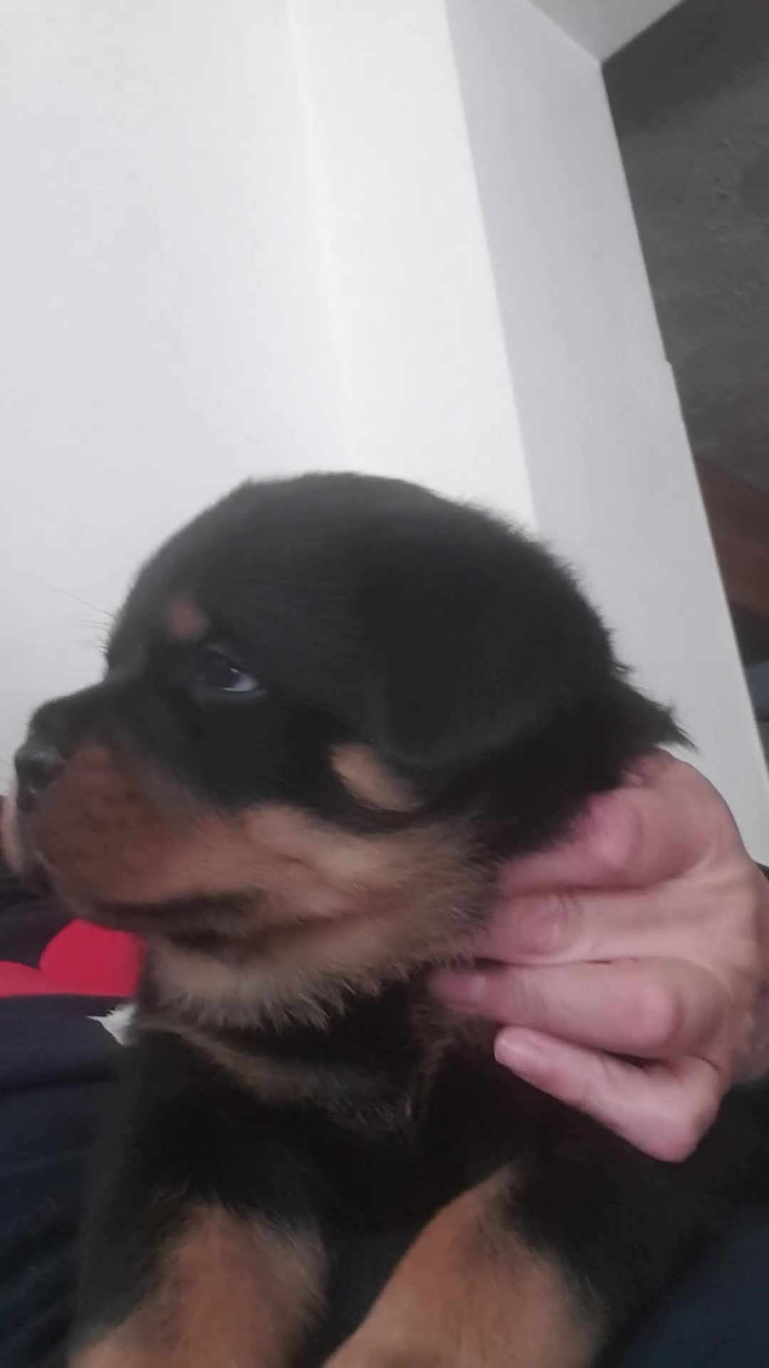 Rottweiler dogs for sale: Kc registered Serbian rottweilers  - Video 1