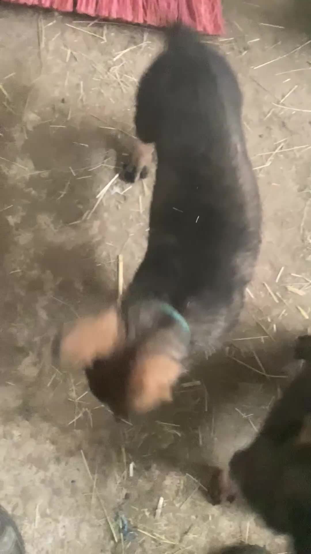 German Shepherd dogs for sale: Exceptional GSD Kc Czech working line  - Video 2