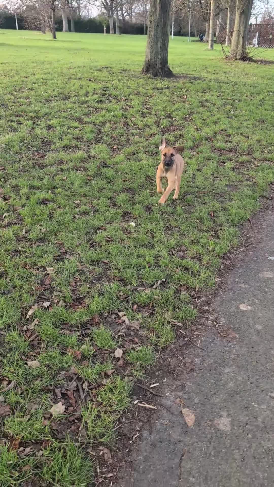 Mixed Breed dogs for sale: Dutch shepherd cross  - Video 1