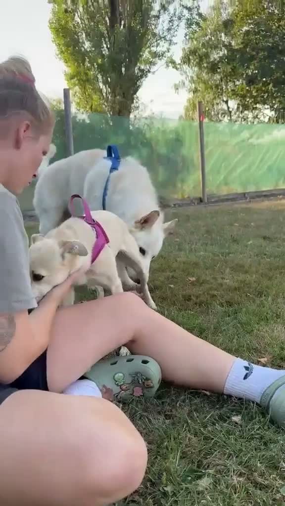 Mixed Breed dogs for adoption: ❤️🐶 STELLA – A BEAUTIFUL GIRL WHO NEEDS COMPANY in Stirling - Video 5
