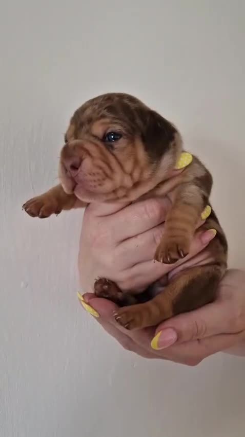 Mixed Breed dogs for sale: Only 1 Girl left! Ready to leave in a week!  - Video 3