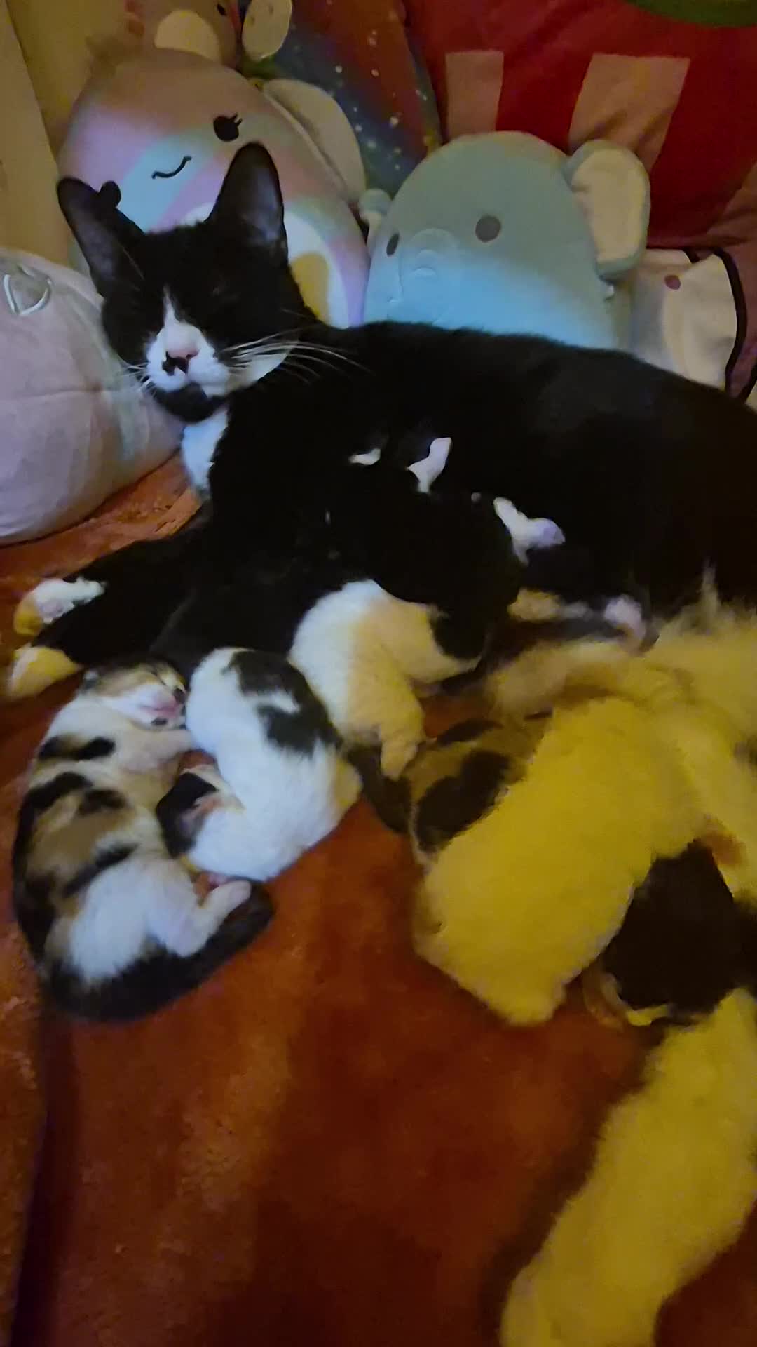 Mixed Breed cats for sale: Kittens for sale  in Reading - Video 1