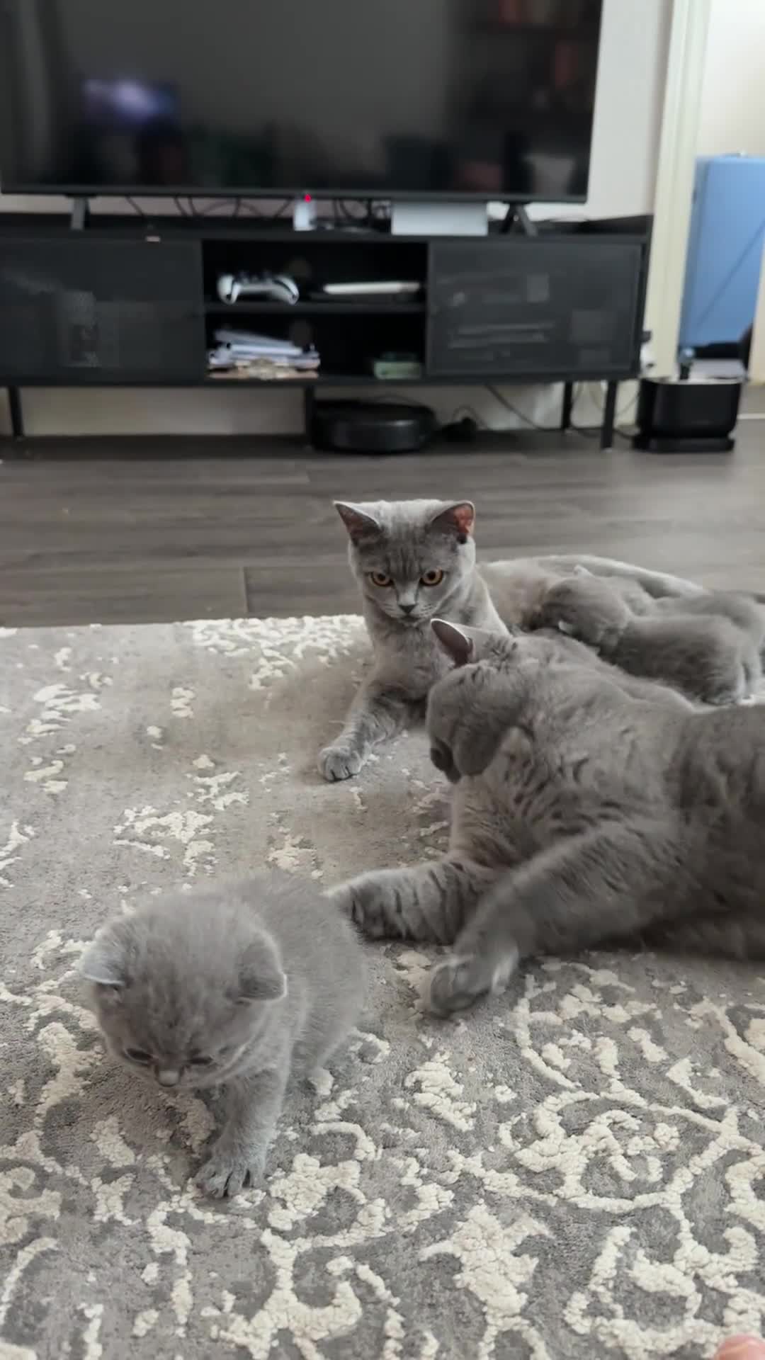 British Shorthair cats for sale: 4 BSH in London - Video 2