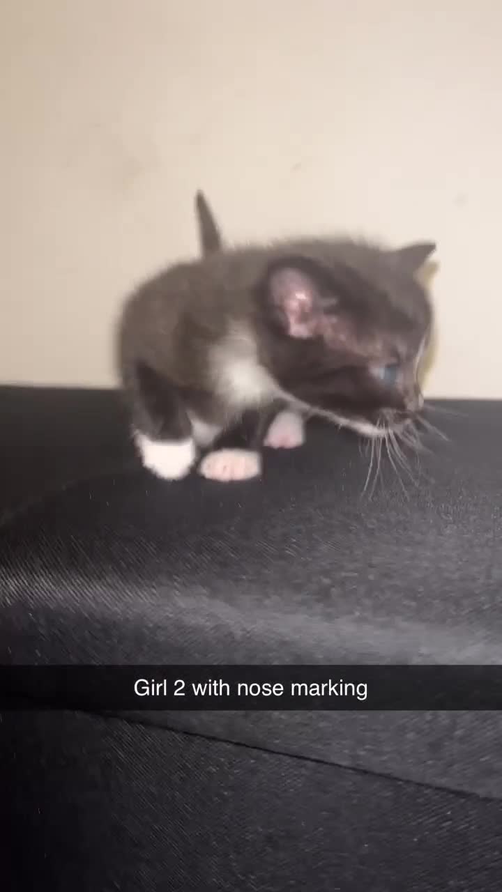 Mixed Breed cats for sale: Black&White kittens - Video 2