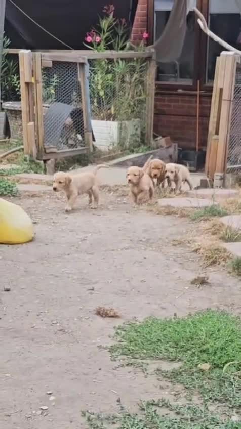 Labrador Retriever dogs for sale: Lovely Fox red and  Yellow Labrador puppies in Ringwood - Video 1