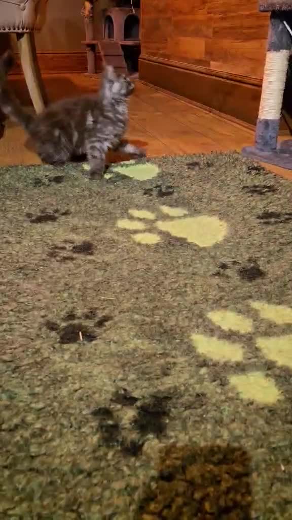 Maine Coon cats for sale: GCCF Maine Coon kittens 1 black F 1 black smoke M - Video 4