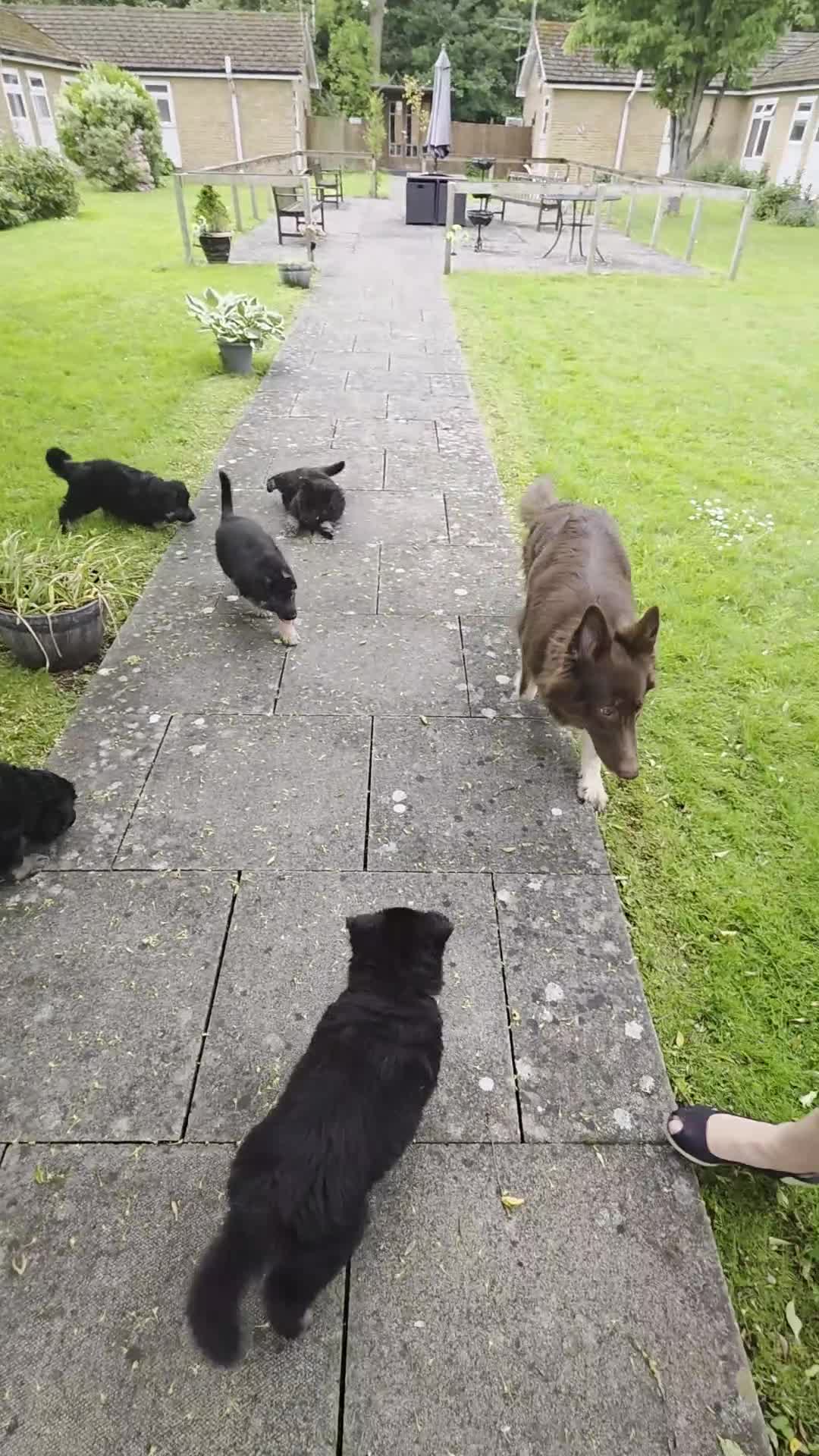 German Shepherd dogs for sale: Lovely litter of GSD puppies  - Video 1