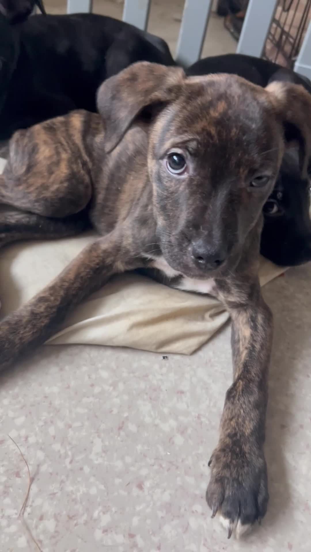 Mixed Breed dogs for sale: Cane Corso-Belgian Malanois cross American Bulldog - Video 3