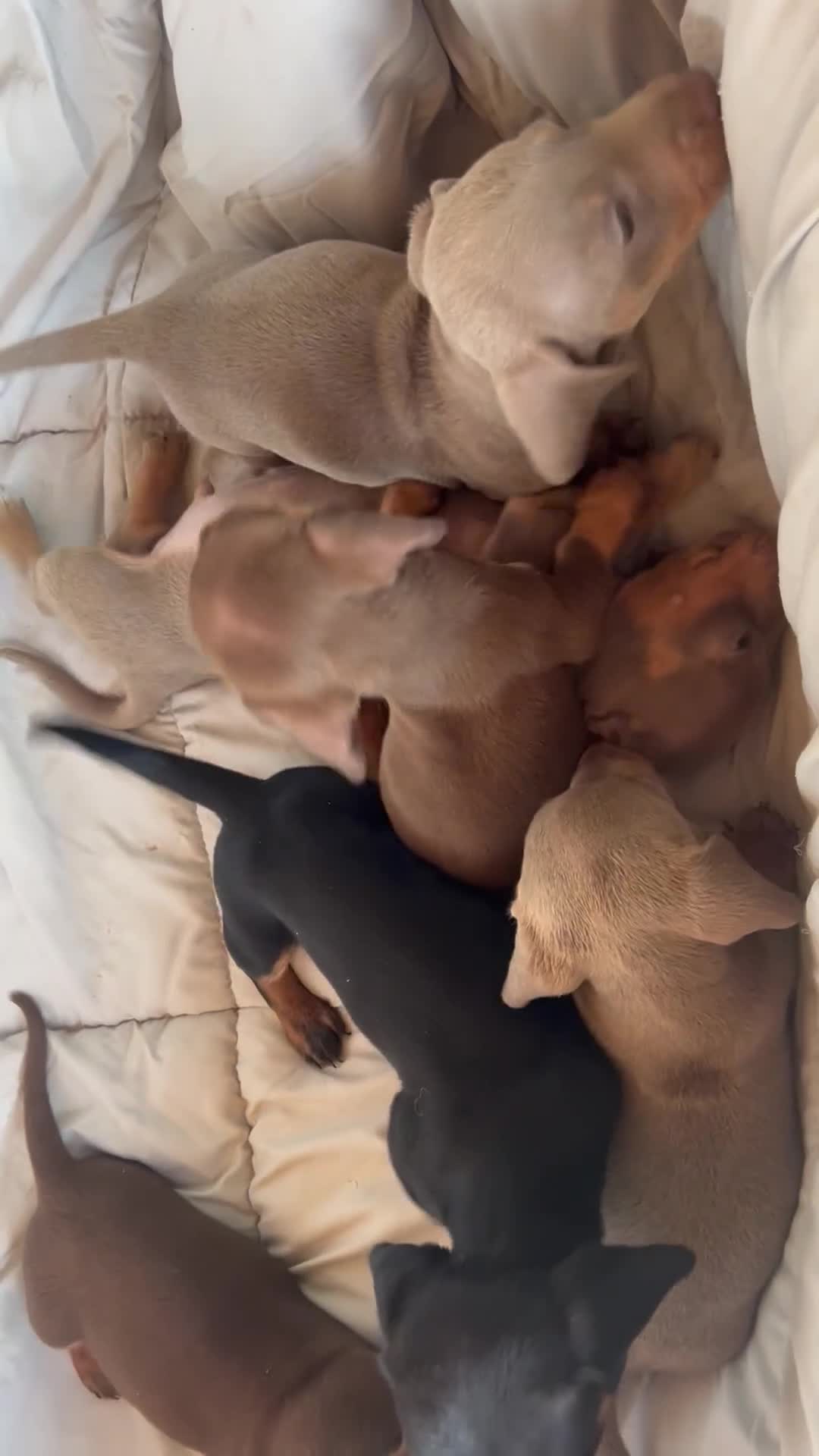 Dachshund dogs for sale: MINIATURE DACHSHUND PUPPIES  - Video 1