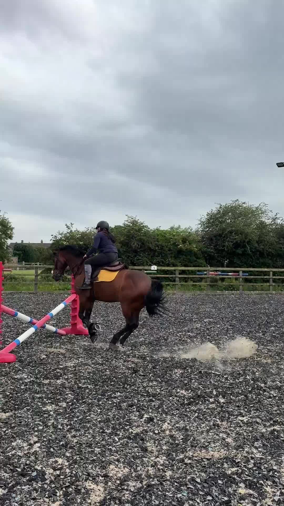 Welsh Section D horses for sale: Clara  in York - Video 2