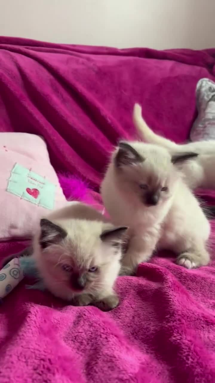 Ragamese cats for sale: Ragamese - Ragdoll x Siamese adorable kittens  - Video 1