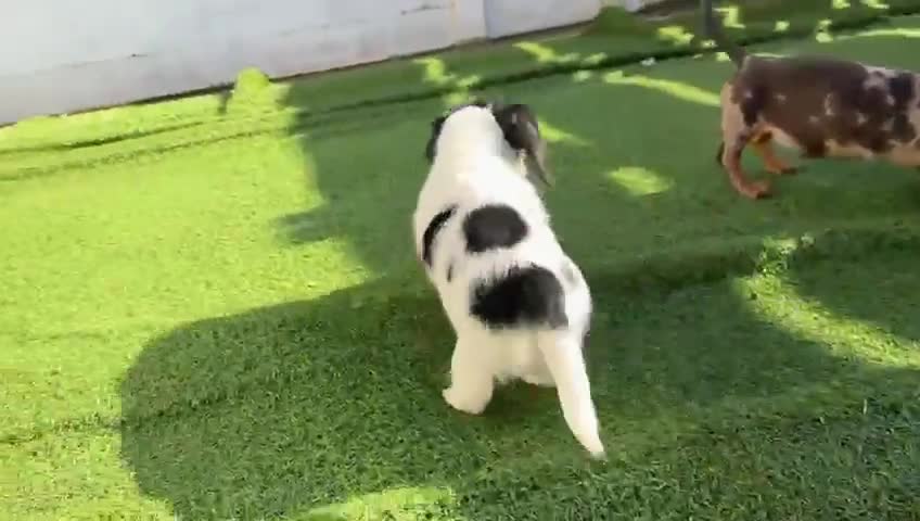 Miniature Dachshund dogs for sale: 2 cute long haired miniature dachshunds available  - Video 1