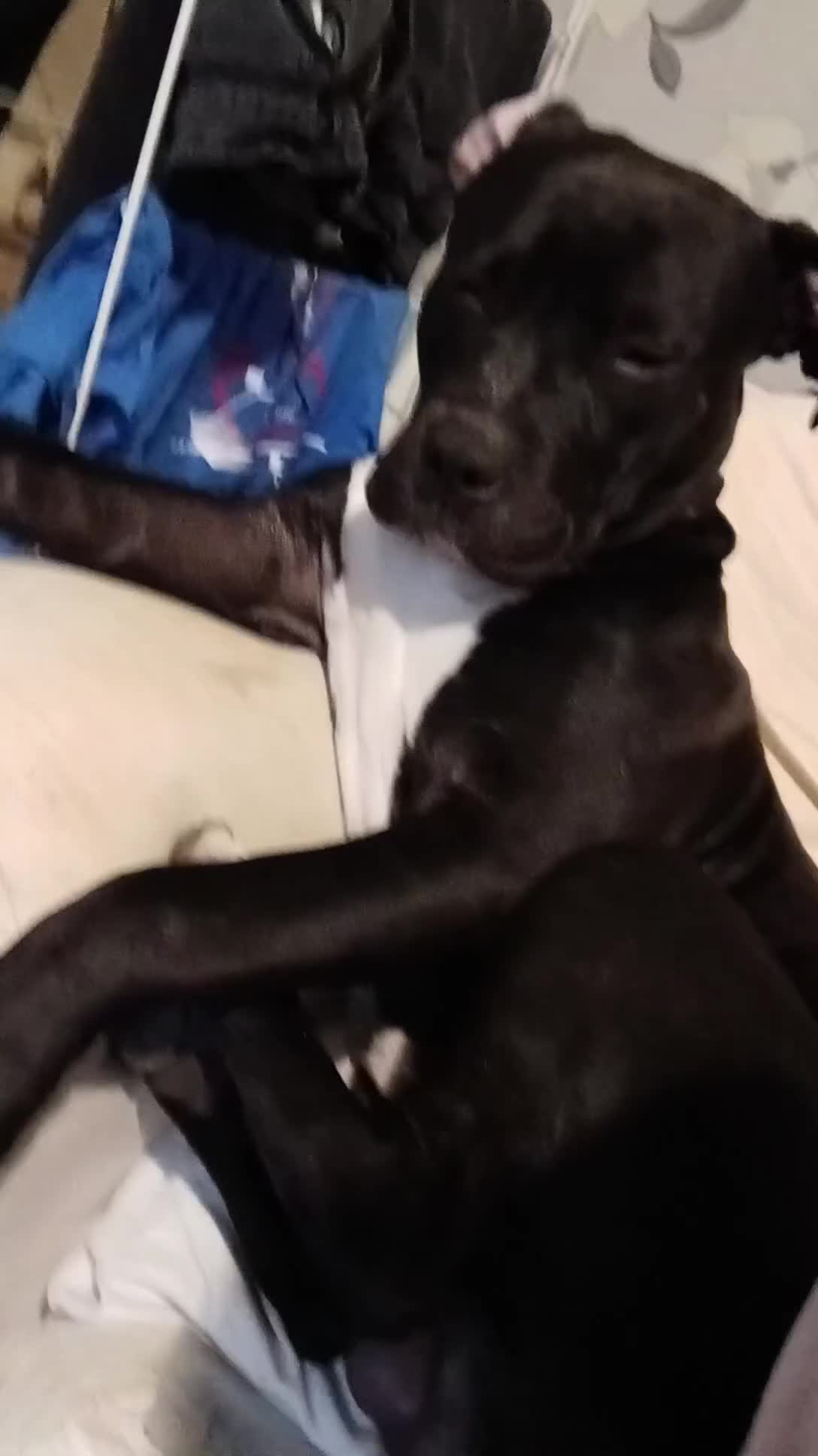 American Bull Staffy dogs for sale: 9 month old puppy  - Video 1