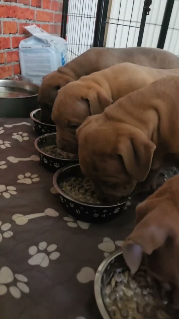 Staffordshire Bull Terrier dogs for sale: Beautiful AmStaff Puppies Looking for Loving Homes - Video 2