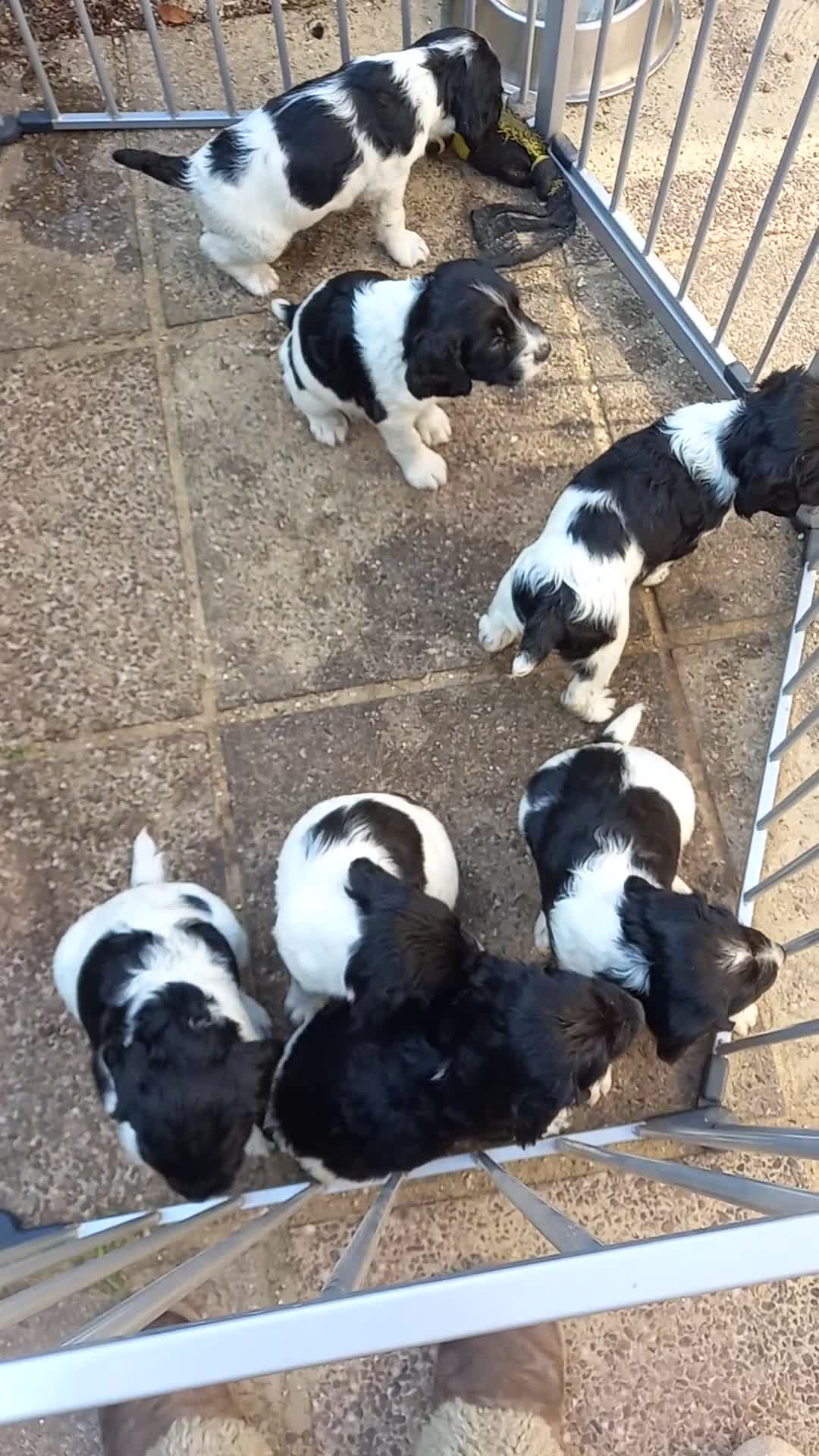 English Springer Spaniel dogs for sale: Traditional working English Springer spaniel  - Video 2