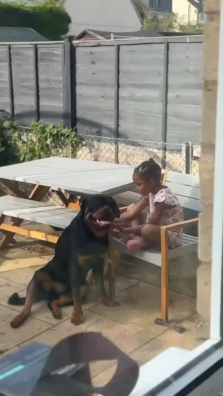 Rottweiler dogs for sale: Bear the Rottweiler  in Witney - Video 1