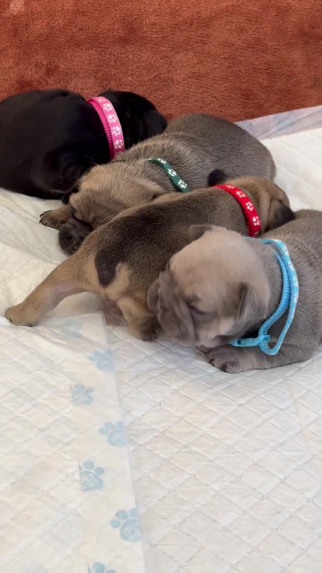 French Bulldog dogs for sale: Beautiful French Bulldog litter - Video 3