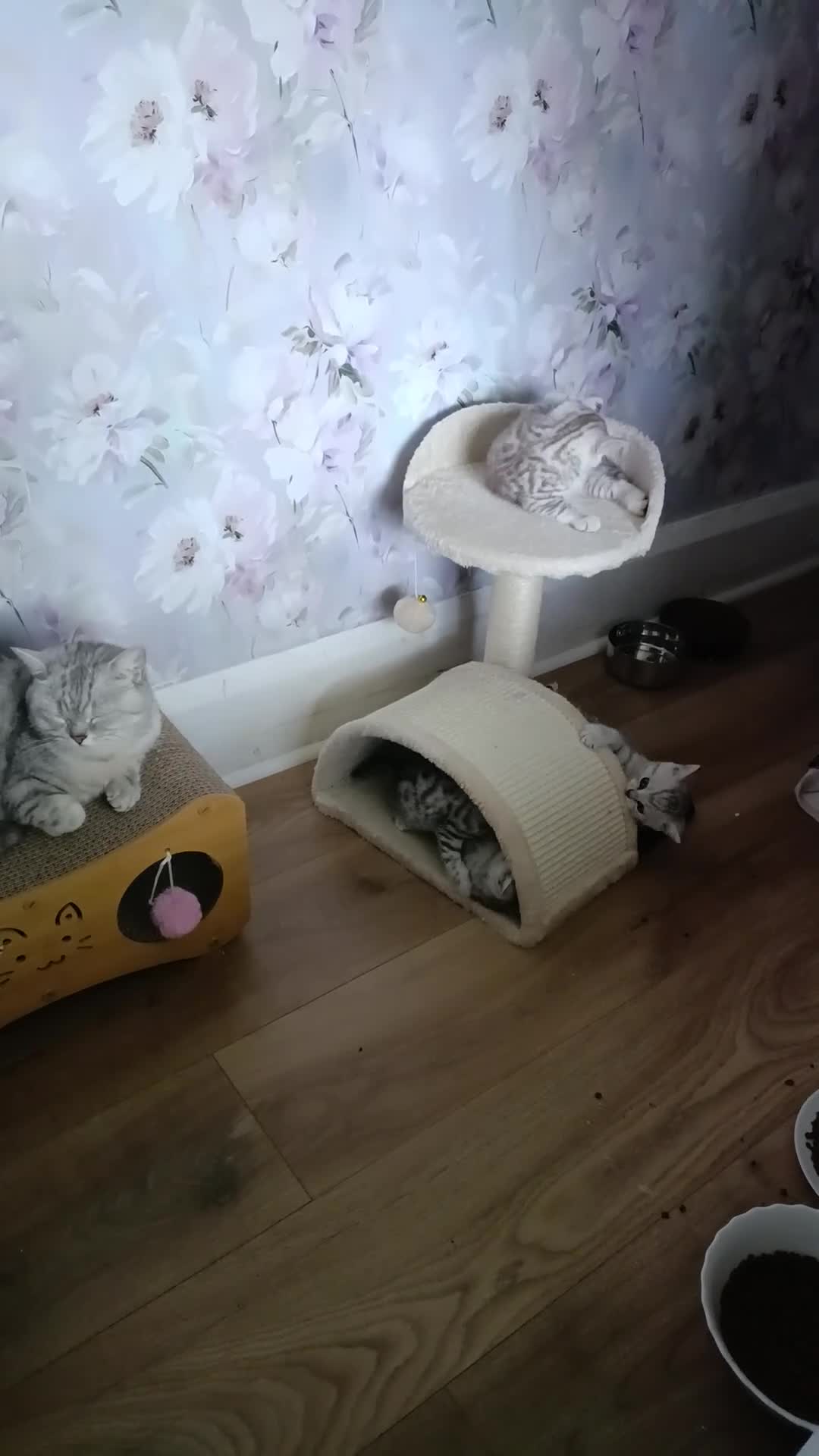 British Shorthair cats for sale: Purebred British Shorthair kittens  - Video 1