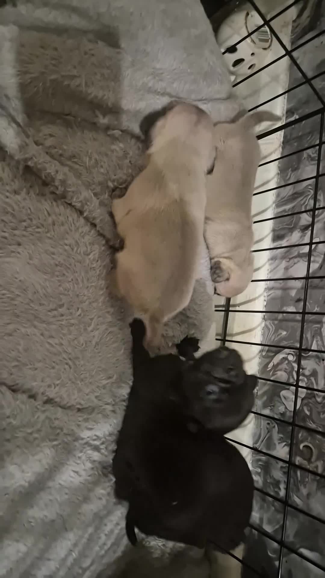 Pug dogs for sale: 4 beautiful pugs  - Video 4