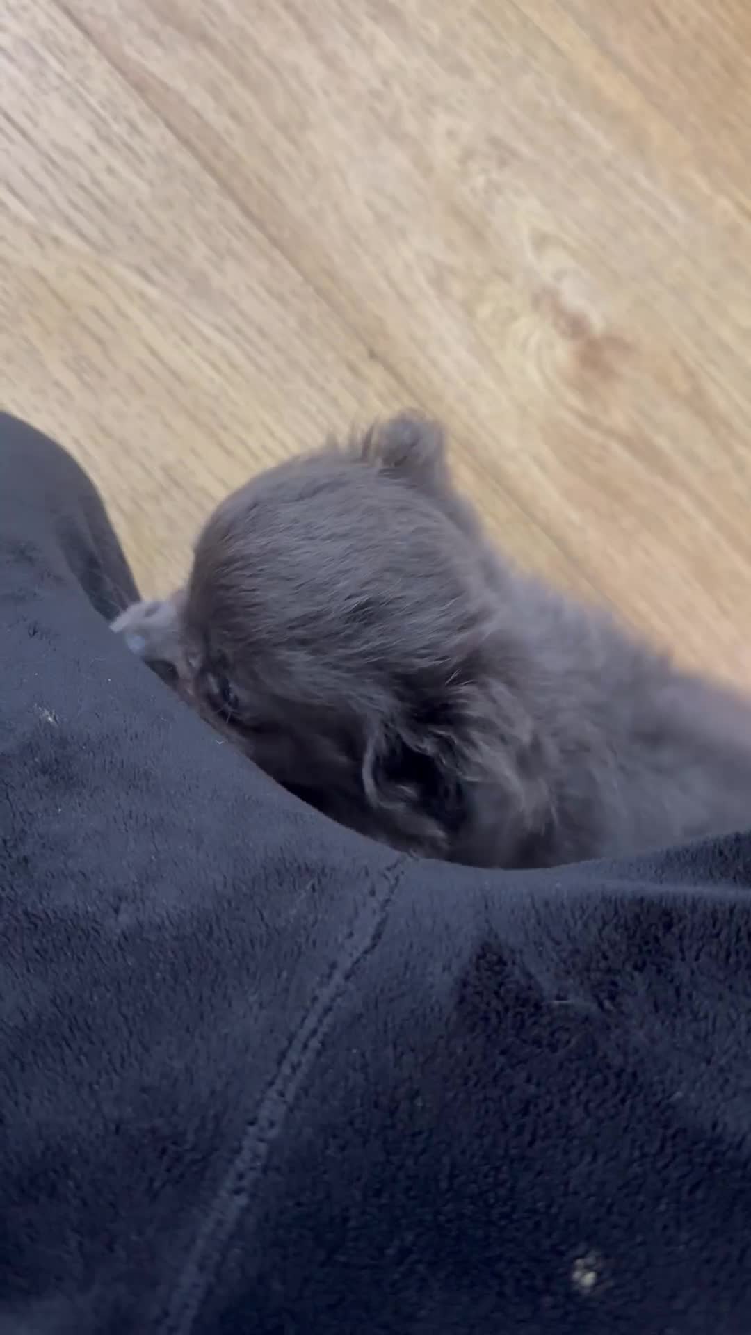 Chihuahua dogs for sale: chihuahua in London - Video 1