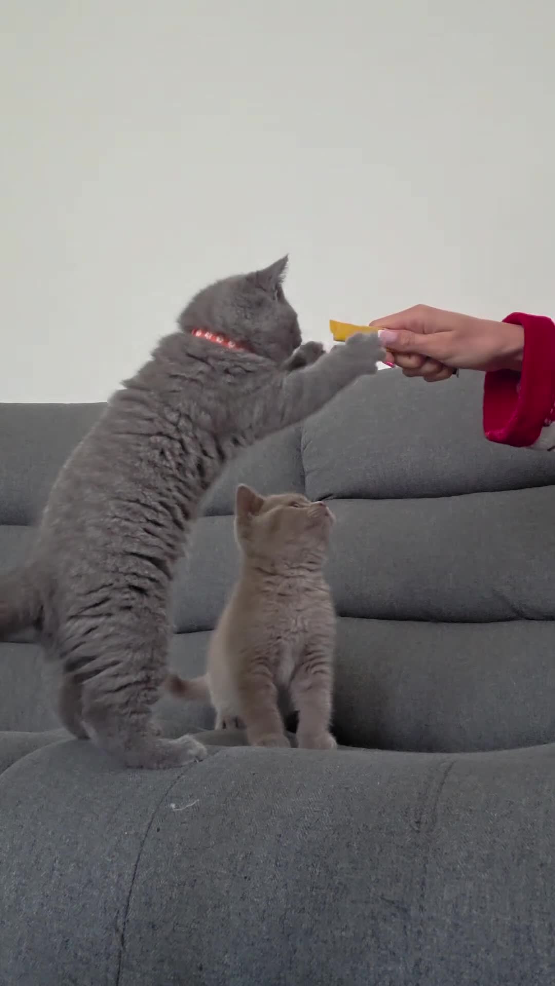 British Shorthair cats for sale: ONLY 3 MALE LEFT‼️ GCCF OFFER‼️ - Video 2