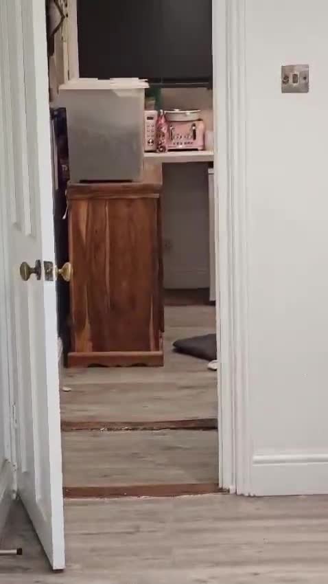 Mixed Breed dogs for adoption: ❤️ Meet Maria – with the biggest heart ❤️ in Maidstone - Video 1