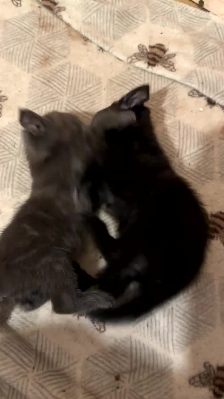 Domestic Shorthair cats for sale: Sweet playful baby kittens ready to find a home  - Video 4