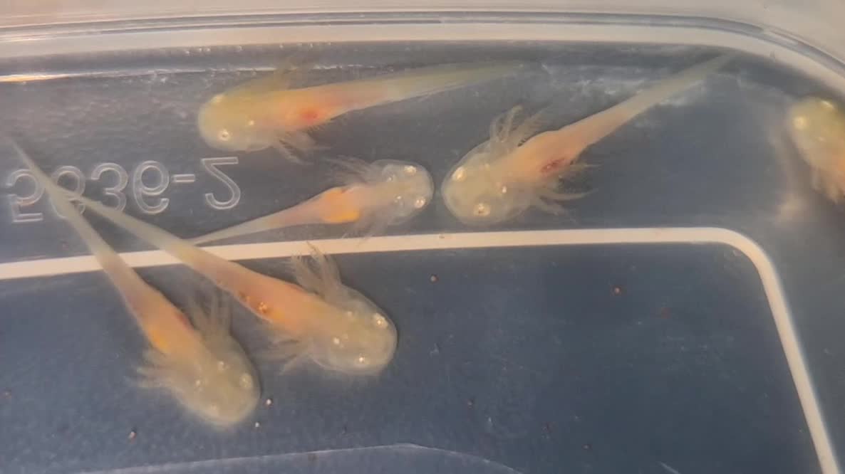 Other/Mixed Breed fish for sale: Baby Axolotls in Spalding - Video 2