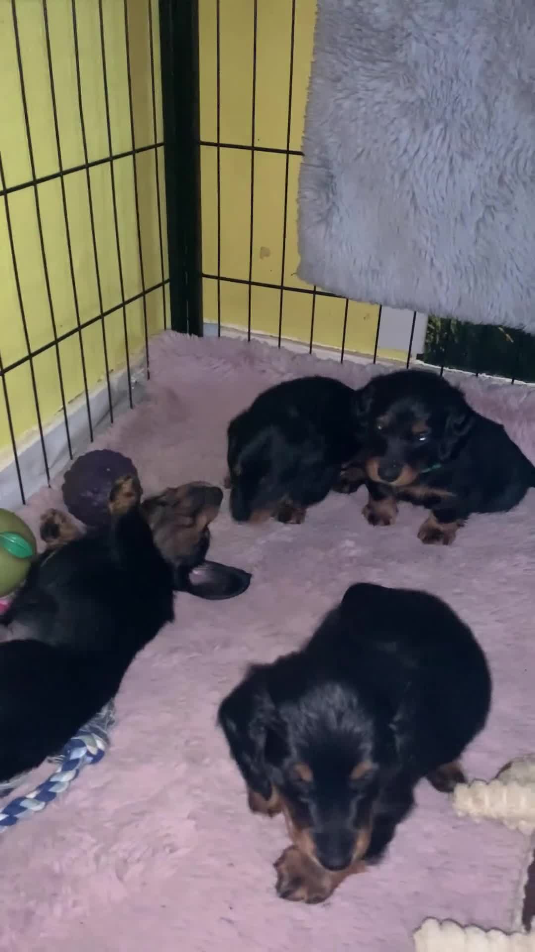 Miniature Dachshund dogs for sale: Longhaired mini dachshund  - Video 1