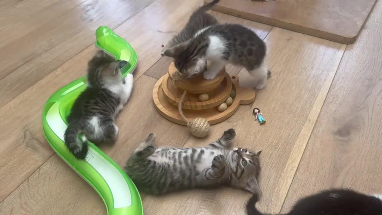 Ragdoll cats for sale: 🐾 Exceptional Ragdoll × Bengal Kittens 🐾 - Video 3