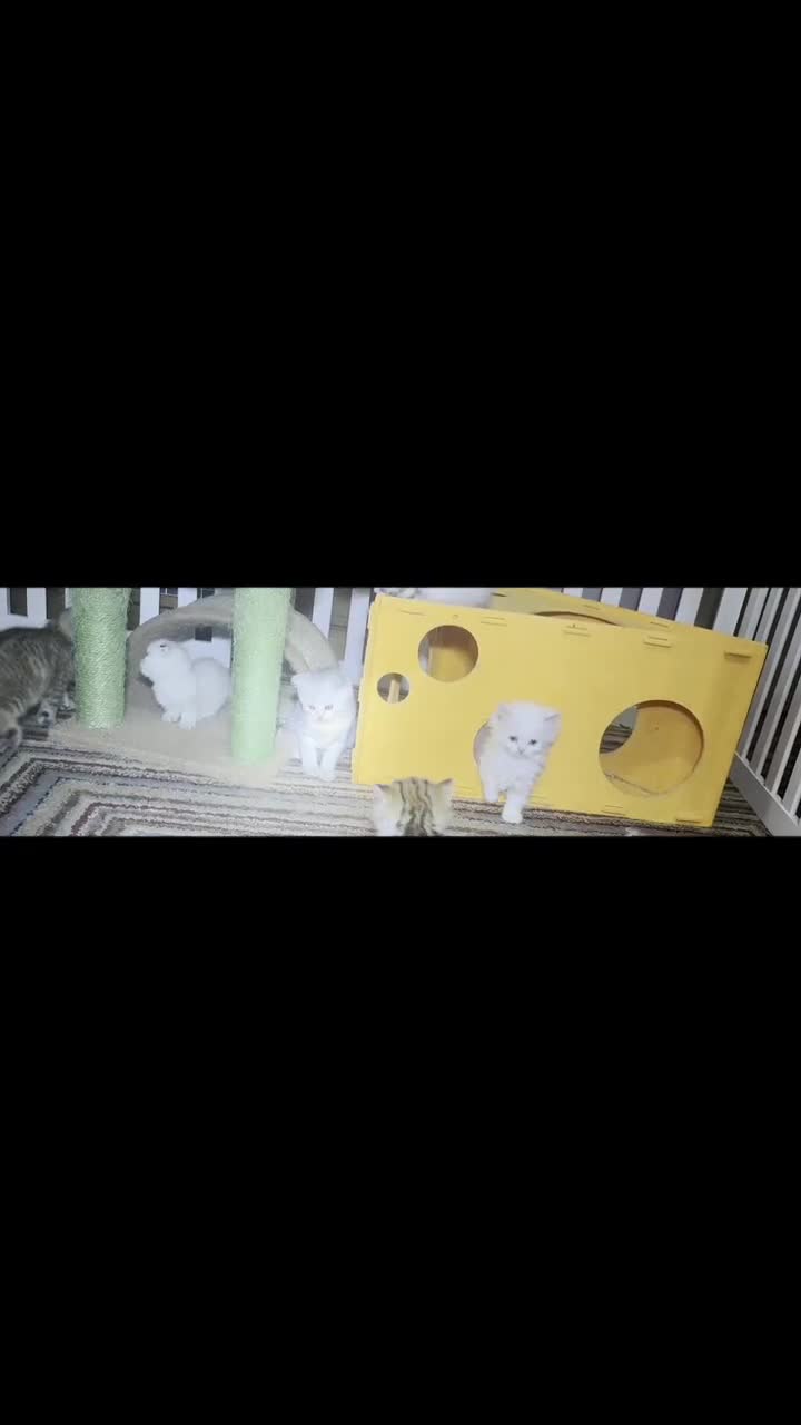Munchkin cats for sale: ✨ Adorable TICA Registered Munchkin Kittens ✨ - Video 3