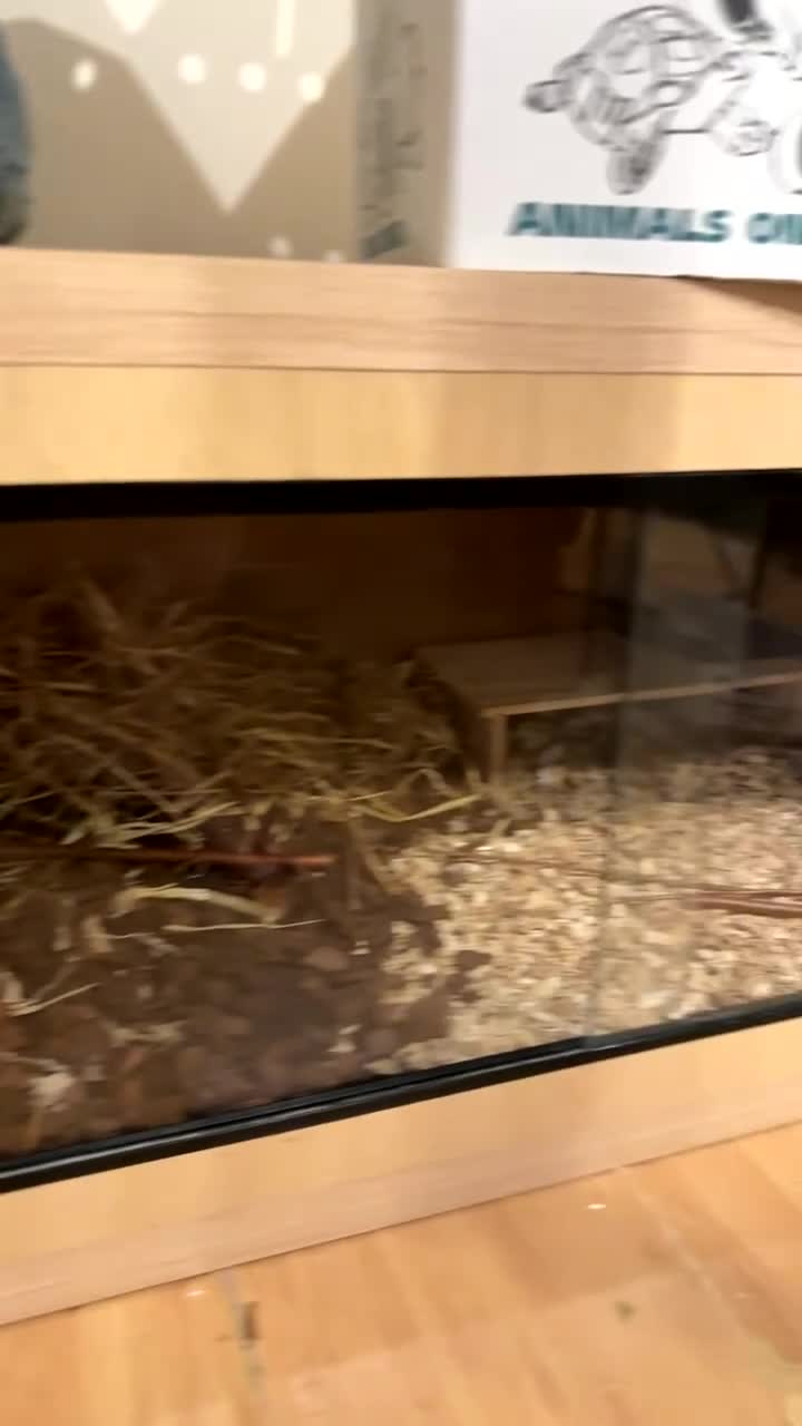 Pygmy Hedgehog rodents for sale: African Pygmy hedgehog  - Video 2