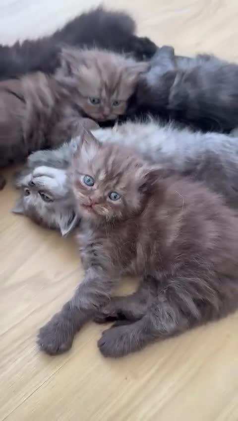 Persian cats for sale: Stunning Persian x Ragdoll kittens Ready for Homes in Watford - Video 5
