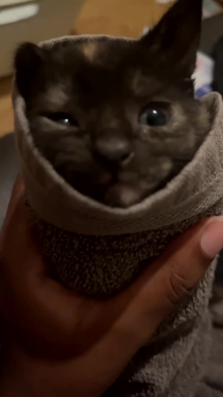 Mixed Breed cats for sale: Mixed Breed (ginger+black+white) kitten - Video 3