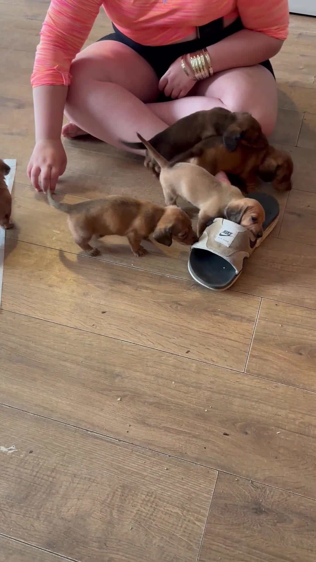 Miniature Dachshund dogs for sale: Gorgeous miniature dachshunds  in Bournemouth - Video 1