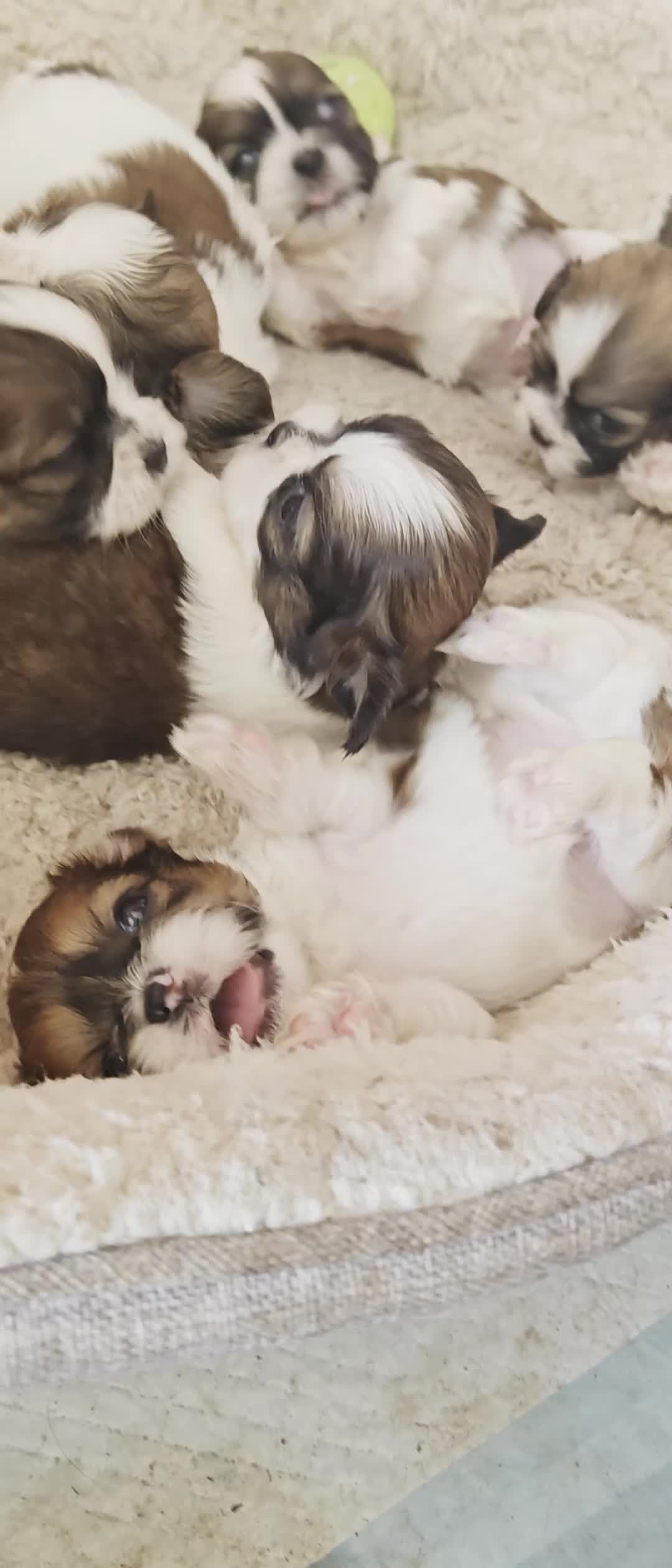Shih Tzu dogs for sale: 💕 Adorable pure bred Shih Tzu puppies 💖  - Video 1