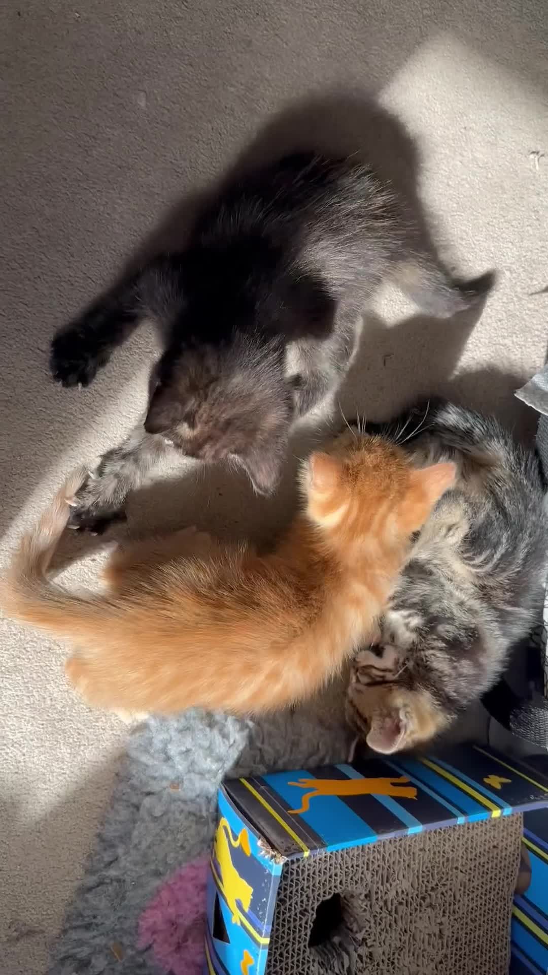 Mixed Breed cats for sale: Amiable bengal mix tabby kittens - Video 2