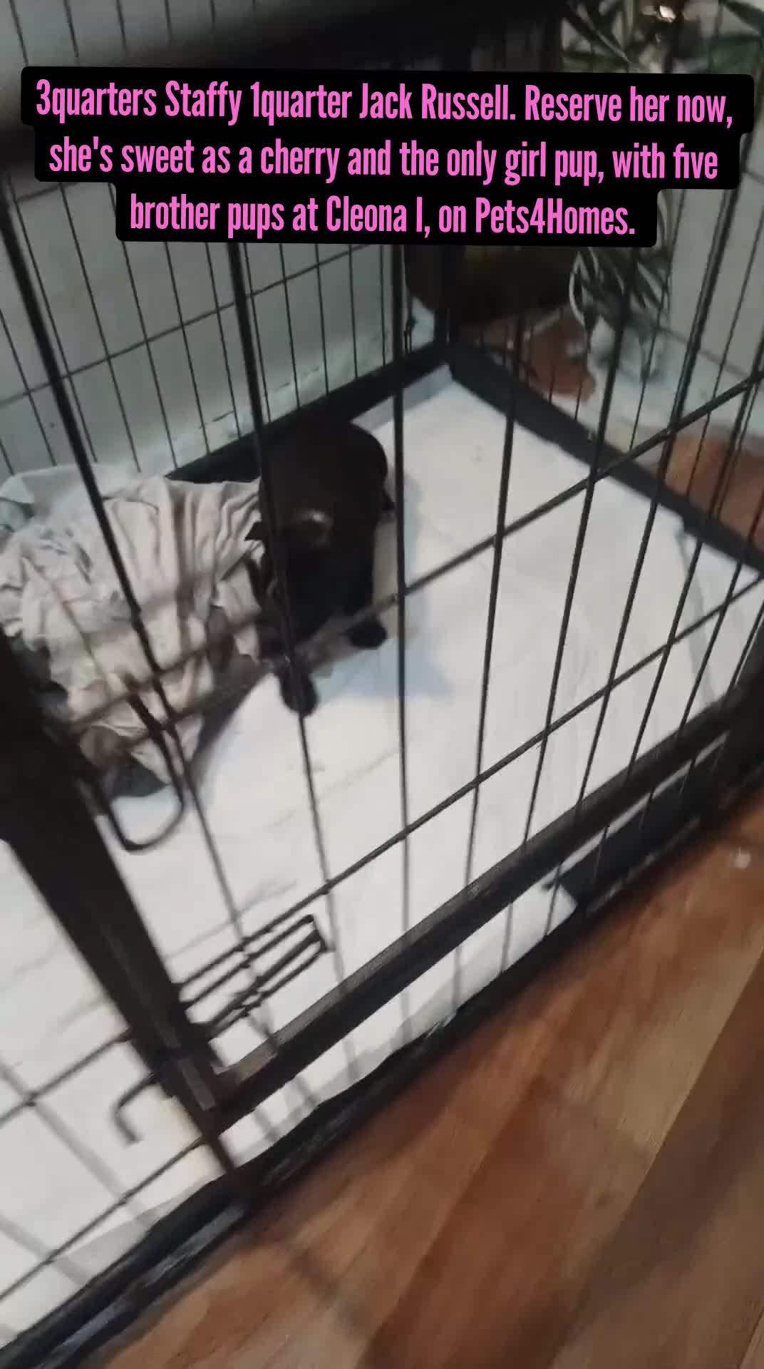 Mixed Breed dogs for sale: Staffordshire Bull Terrier, quarter Jack Russell. - Video 2