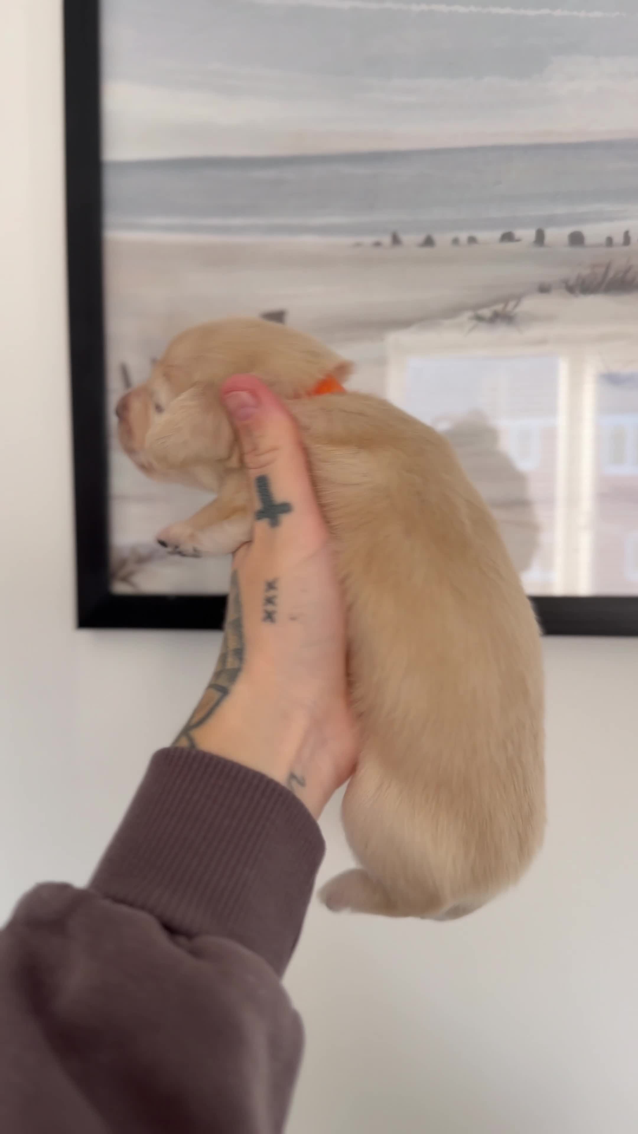 Miniature Dachshund dogs for sale: KC Reg Long haired intense cream mini dachshund  - Video 4