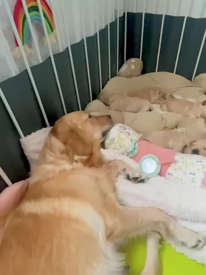 Golden Retriever dogs for sale: [KC Pure Pedigree] Family Raised GR Puppies - Video 1